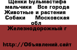 Щенки Бульмастифа мальчики - Все города Животные и растения » Собаки   . Московская обл.,Железнодорожный г.